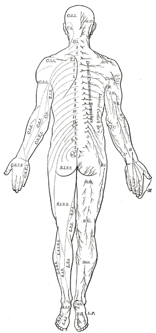 Distribution des nerfs cutanés. Aspect dorsal.