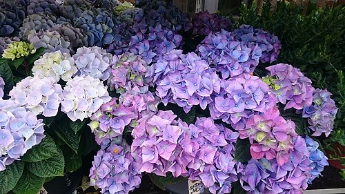 fleurs d'hortensia violettes