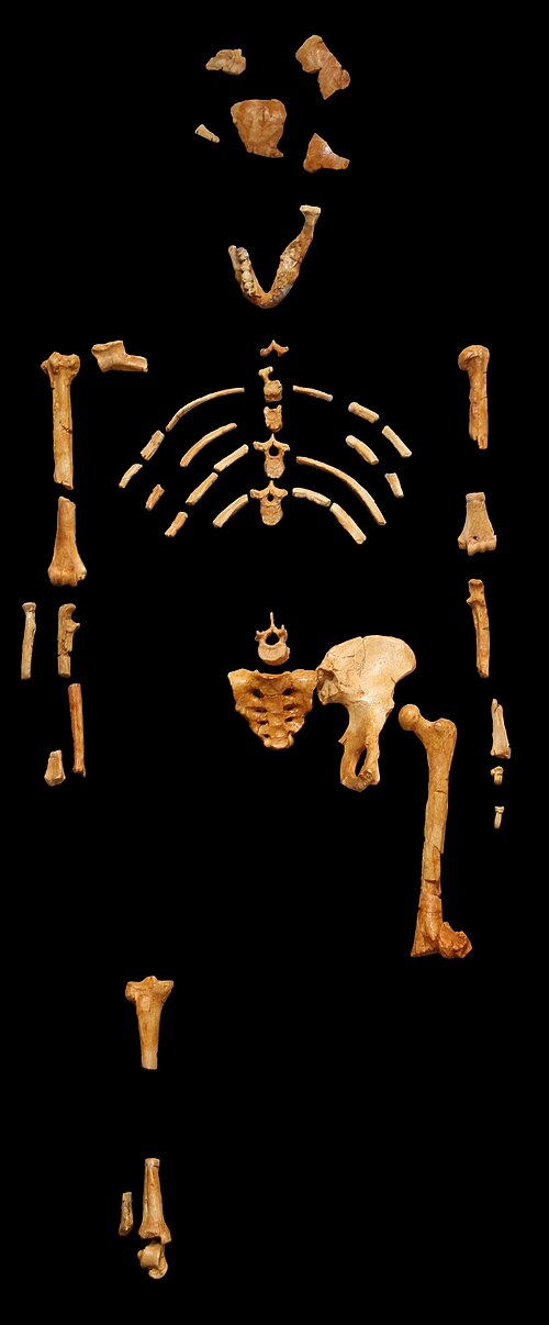 Moulage du squelette de Lucy, une A. afarensis