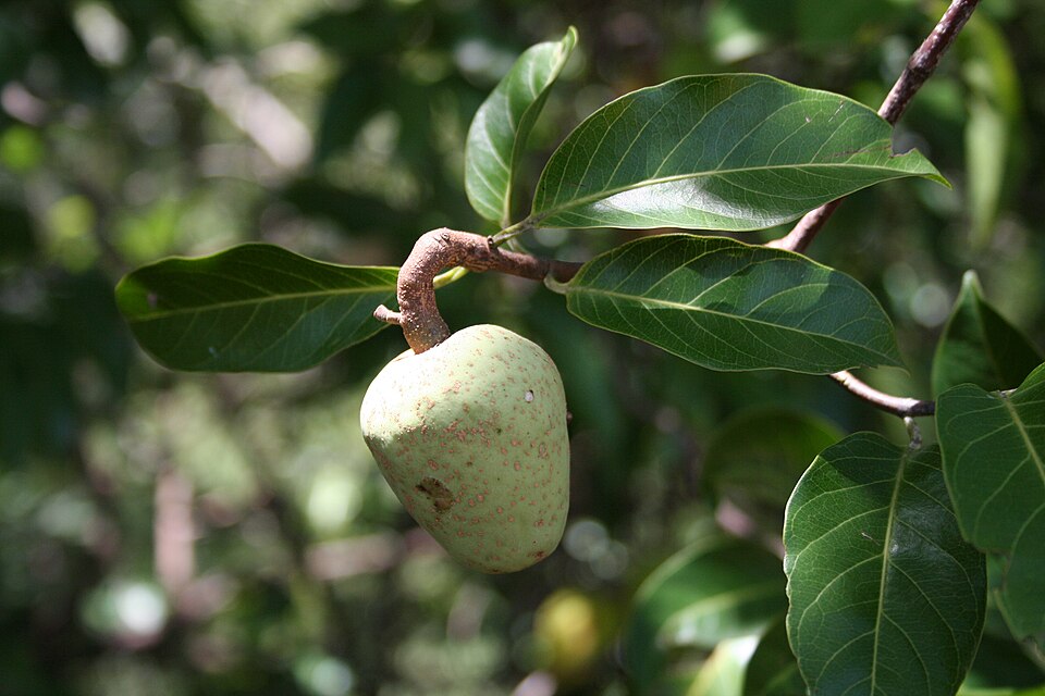 Fruit non mûr de Saba senegalensis