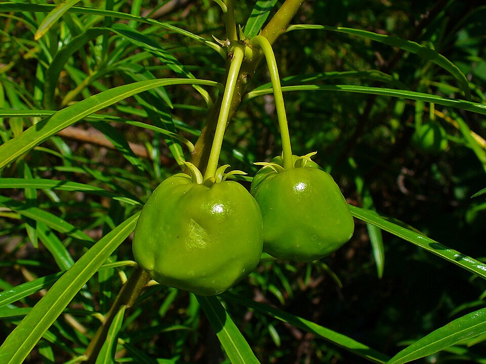 Cascabela thevetia (syn. Thevetia peruviana)