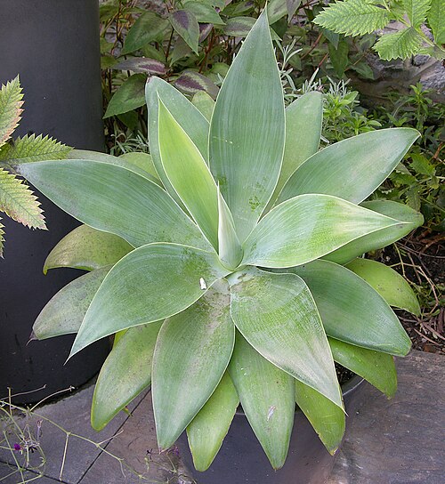 Agave atténuée