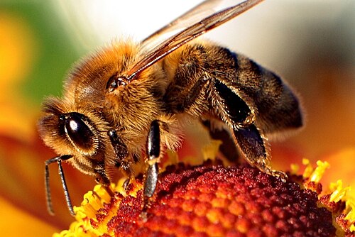 Abeille à miel occidentale