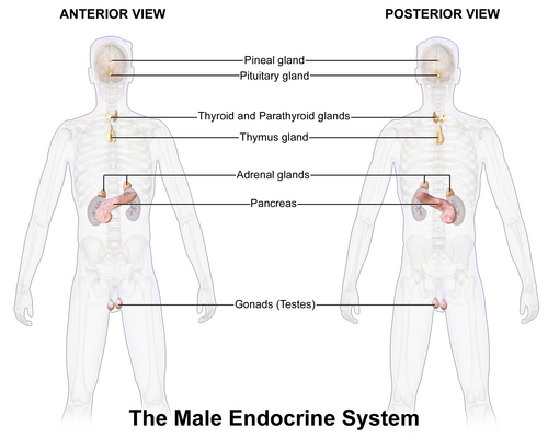 Système endocrinien masculin