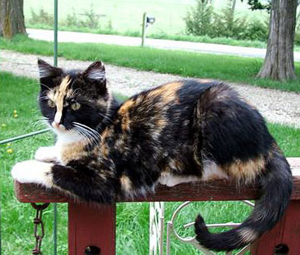 Un chat avec des taches de fourrure orange et noire.