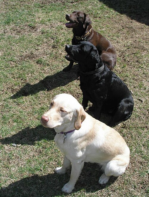 trois labradors retrievers : jaune, noir et chocolat