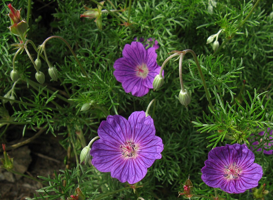 Les deux fleurs inférieures de ce géranium incanum ont ouvert leurs anthères, mais pas encore leurs stigmates. Notez le changement de couleur qui signale aux pollinisateurs qu'elles sont prêtes à recevoir des visites. La fleur supérieure est un peu plus mature que les autres et a déjà perdu ses étamines.