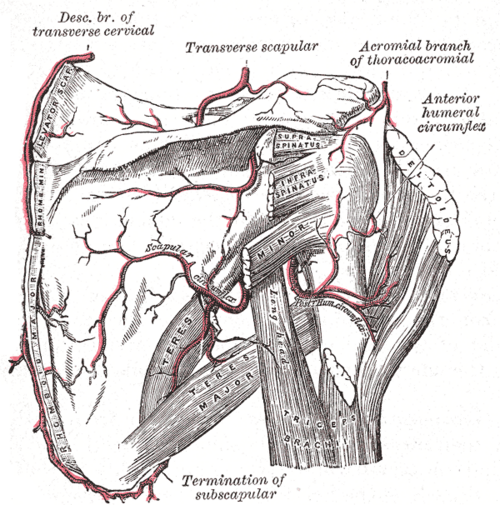 Les artères scapulaire et circonflexe (vue postérieure)