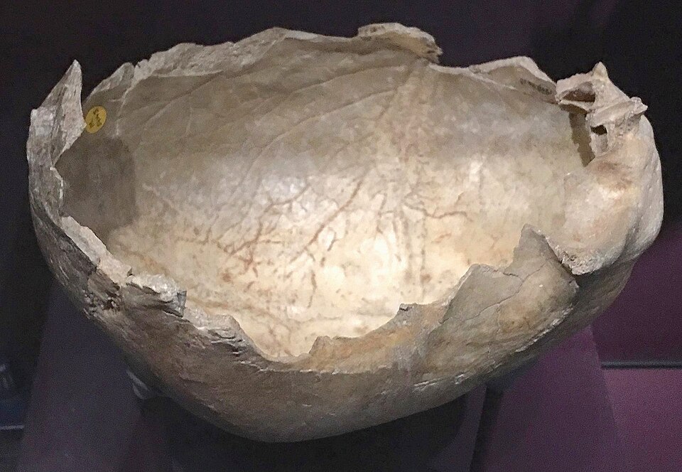 coupe crânienne humaine provenant de la grotte de Gough, en Angleterre