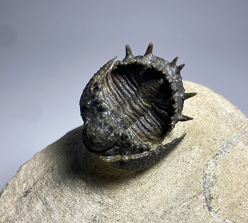 Fossile de trilobite Akantharges