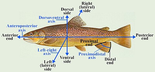 Axes et directions anatomiques chez un poisson