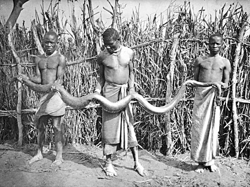 Photographie en noir et blanc, montrant trois hommes africains vêtus de pagnes tenant un serpent tendu