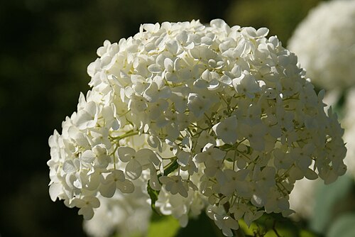 Hortensia Annabelle en fleurs (8 pouces). Hydrangea arborescens.