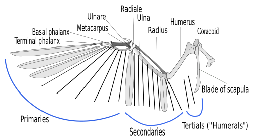 Illustration du squelette d'une aile d'oiseau, avec des lignes indiquant l'emplacement des rachis des plumes.