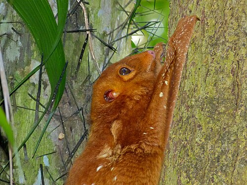 Une forme rouge d'un colugo
