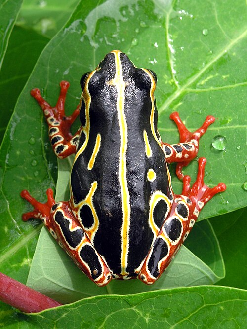 Grenouille des roseaux commune