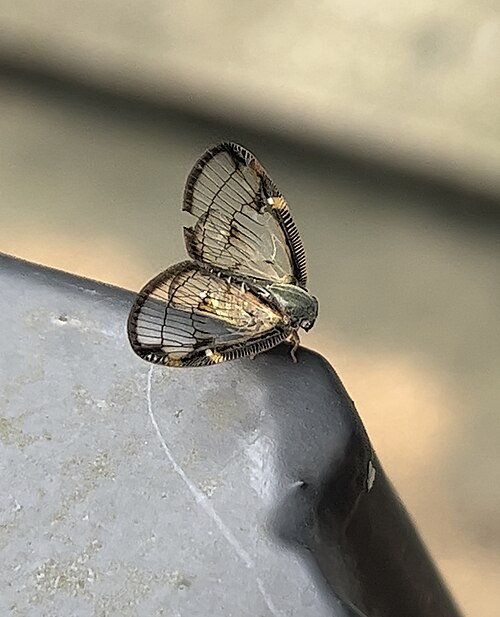 Euricania facialis (Ricaniidae)