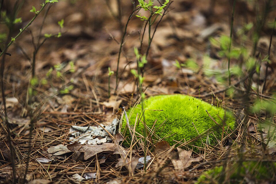 Mousse (Bryophyta) sur le sol forestier de Broken Bow, Oklahoma