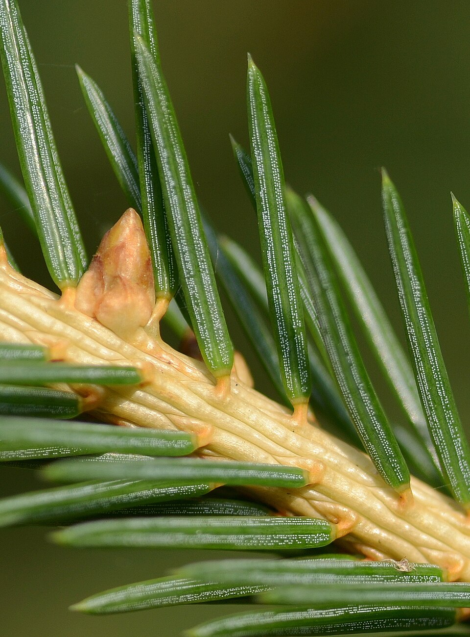 L'aiguille carrée possède une base en forme de cheville, le pulvinus. Picea abies
