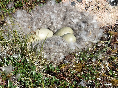 Un nid d'eider dans la toundra de l'Arctique canadien