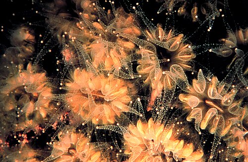 Polypes d'Eusmilia fastigiata