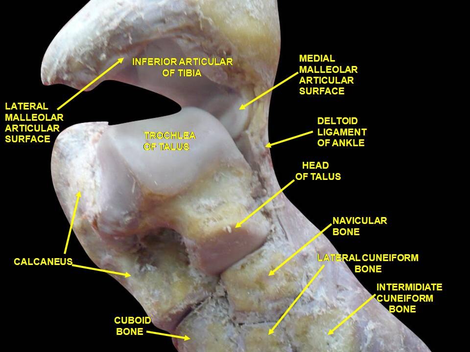 Articulation de la cheville. Dissection profonde.