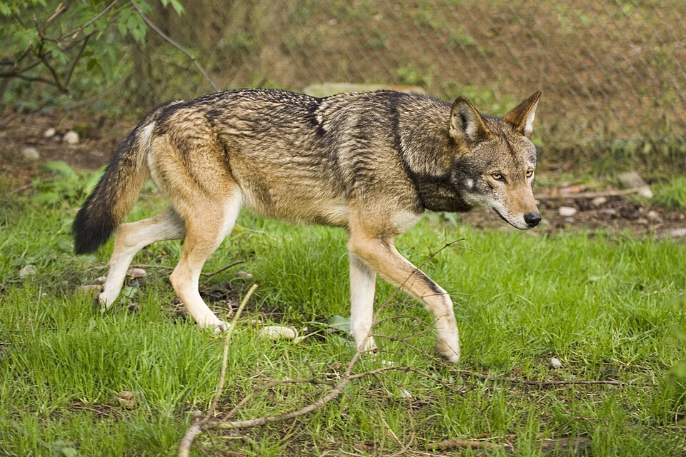 Un loup rouge participant à un programme de reproduction. Il en reste moins de 100 à l'état sauvage.