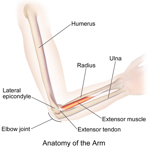 Anatomie macroscopique du bras et du coude.