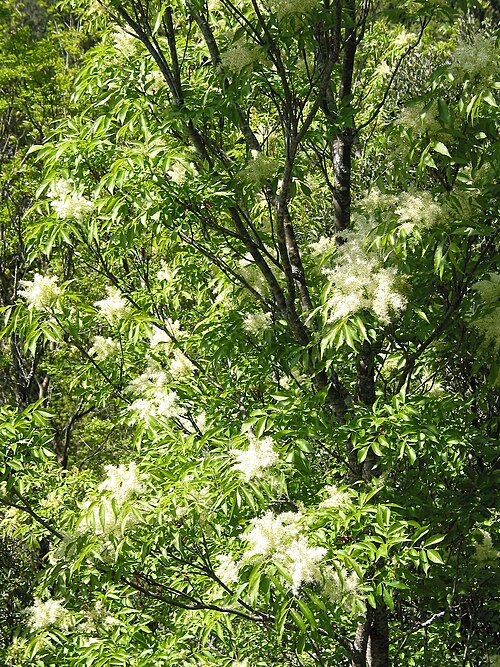 F. ornus