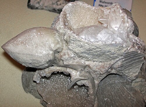 Coquille fossile de brachiopodes pentaméridés recristallisée dans de la calcite provenant de l'Indiana