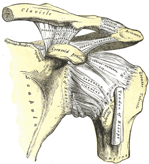 L'épaule gauche et les articulations acromio-claviculaires, ainsi que les ligaments propres de l'omoplate.