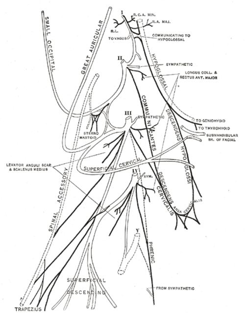 Plan du plexus cervical.