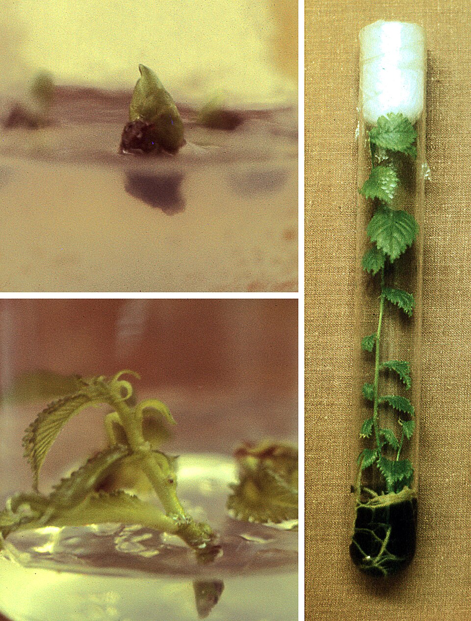 Propagation in vitro d'U. chenmoui par méristème de bourgeon