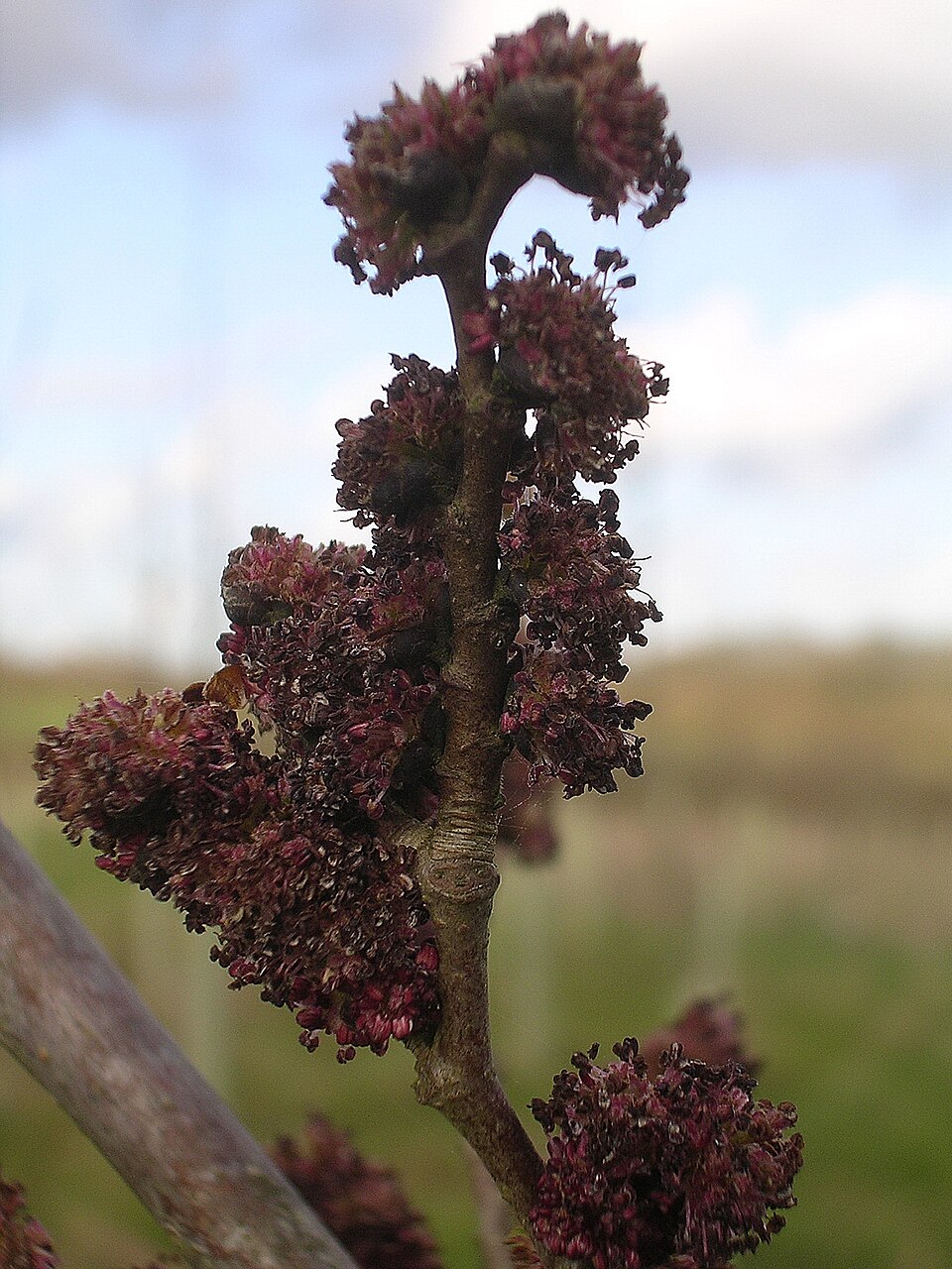 Fleurs du cultivar d'orme hybride 'Columella'