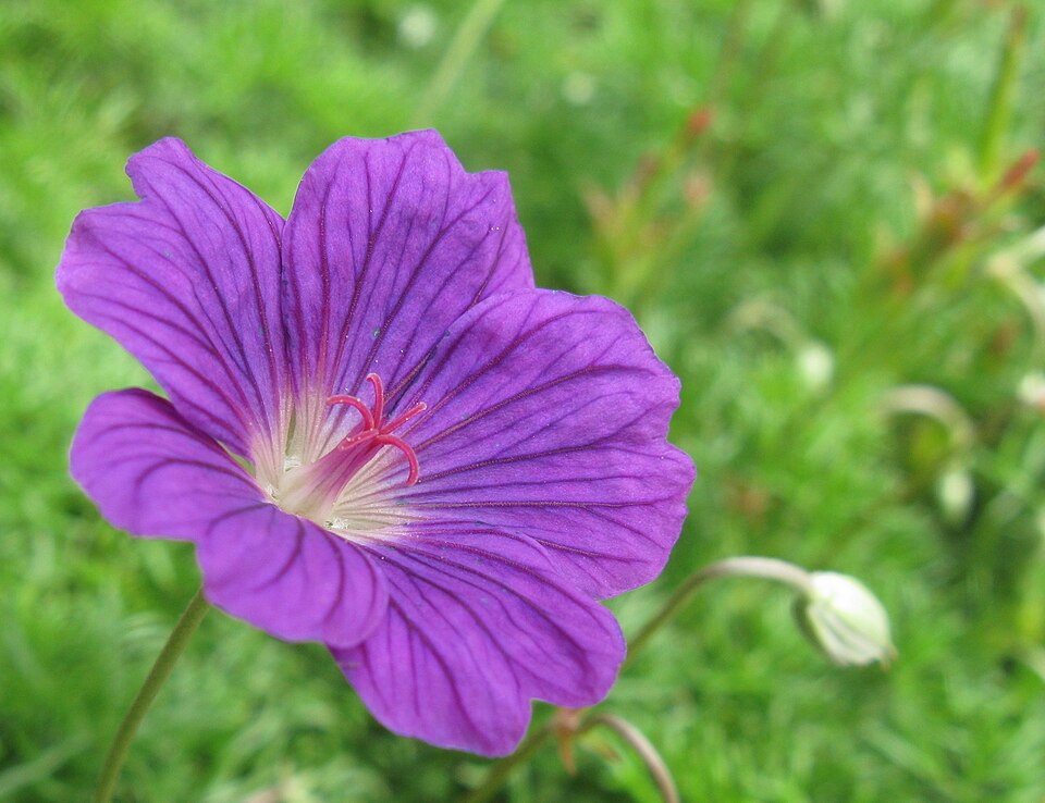 Cette fleur de Géranium incanum a perdu ses étamines et déployé les extrémités de son pistil sans accepter le pollen de ses propres anthères. (Elle pourrait bien sûr toujours recevoir du pollen de fleurs plus jeunes sur la même plante.)