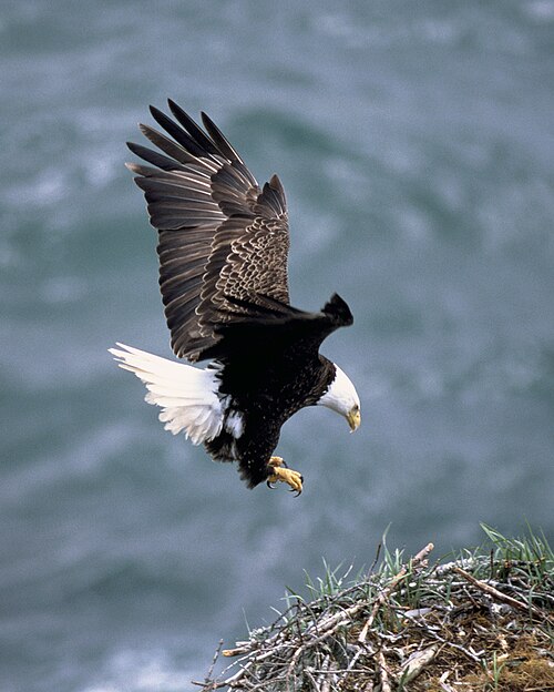 Un grand oiseau atterrissant sur son nid