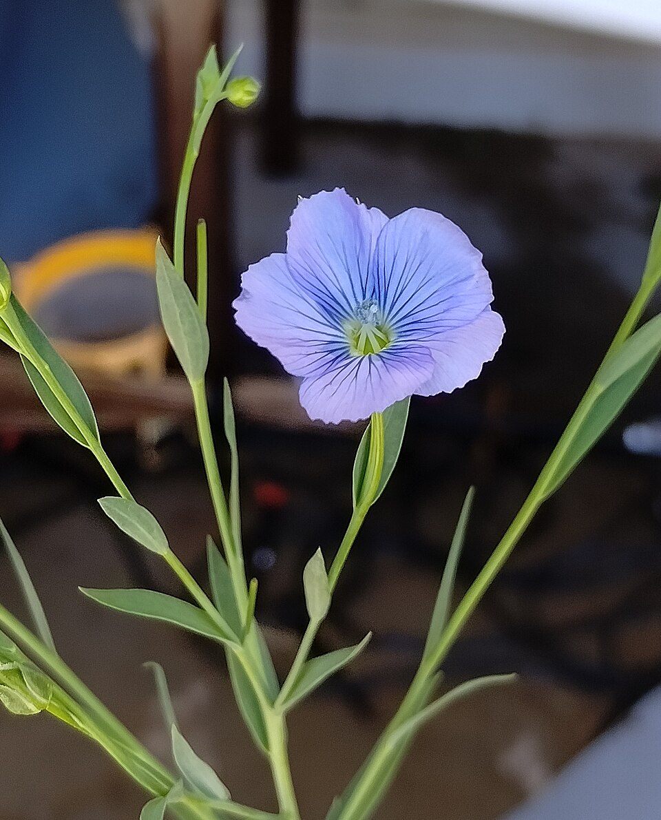 Light-coloured flower