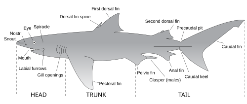 Dessin d'un requin indiquant les principales caractéristiques anatomiques, notamment la bouche, le museau, la narine, l'œil, le spiracle, l'épine de la nageoire dorsale, la carène caudale, le fermoir, les sillons labiaux, les ouvertures branchiales, la fosse précaudale et les nageoires : première et deuxième dorsale, anale, pectorale, caudale et pelvienne