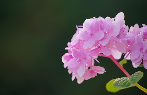 Fleurs
