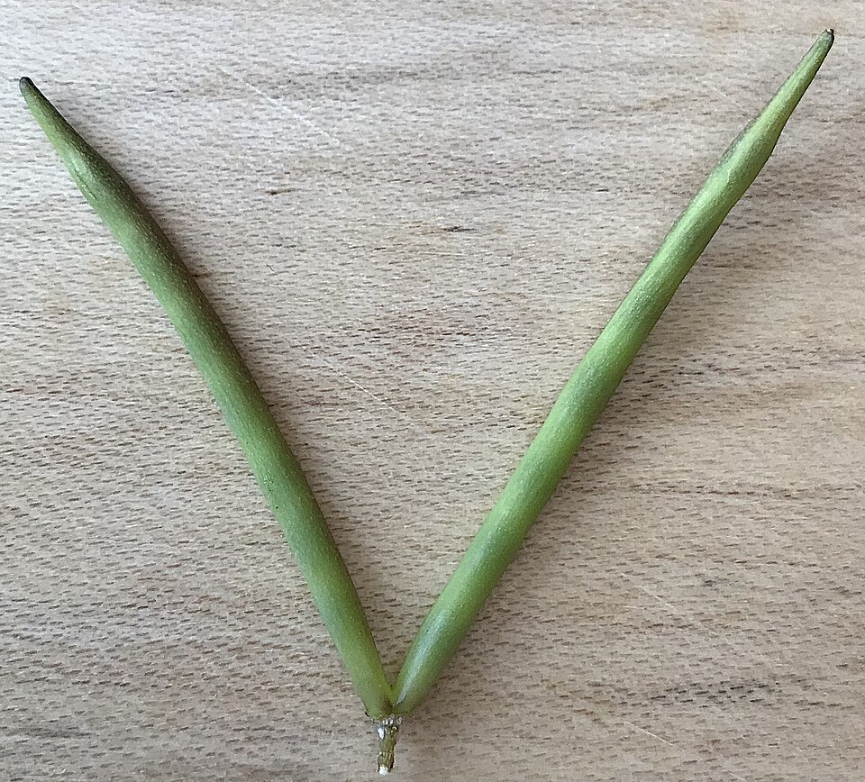 Amsonia tabernaemontana follicule simple apparié détaché de la plante (côté plus pâle, non exposé au soleil)