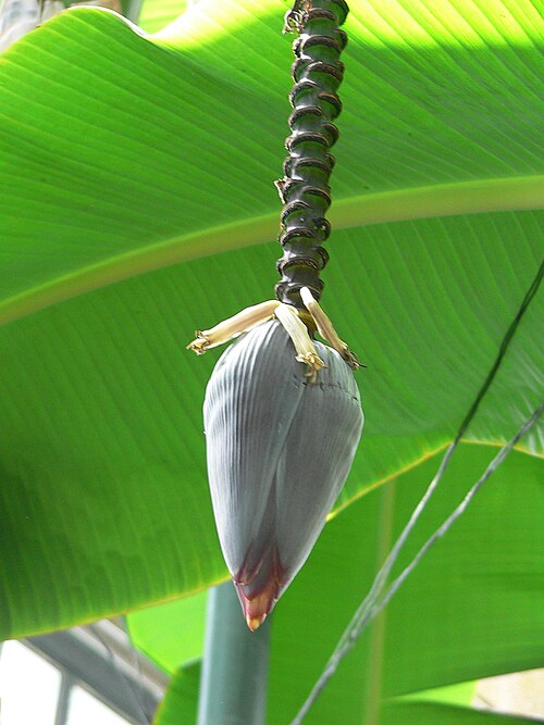 Les bractées qui bordent la tige d'une fleur de bananier entourent des rangées de fleurs.