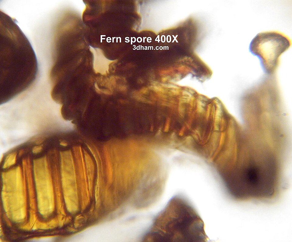 Sporanges de fougère déhiscents. (vue microscopique, aucune spore n'est visible)