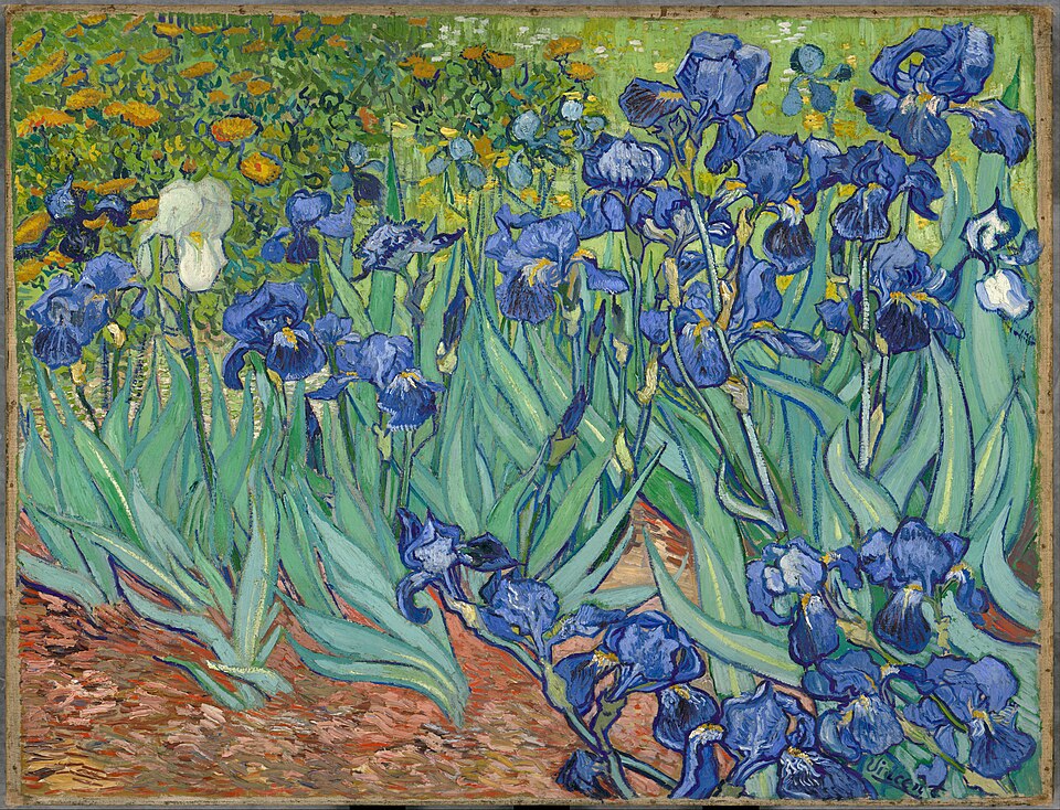 Des iris poussent dans un jardin. On aperçoit la terre nue et des fleurs orange en arrière-plan.