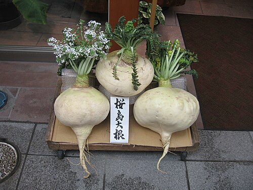Radis Sakurajima