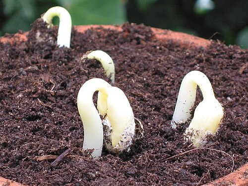 Germination des haricots