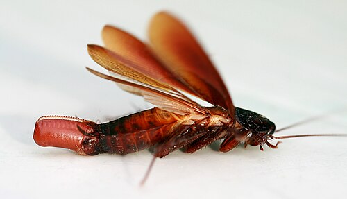 Periplaneta fuliginosa femelle avec oothèque