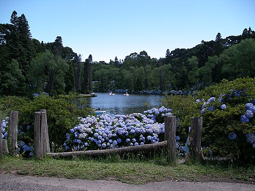 Hortensias près du lac Noir de Gramado, dans le sud du Brésil