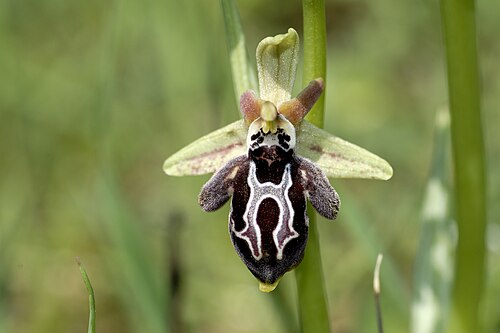 L'orchidée Ophrys cretica
