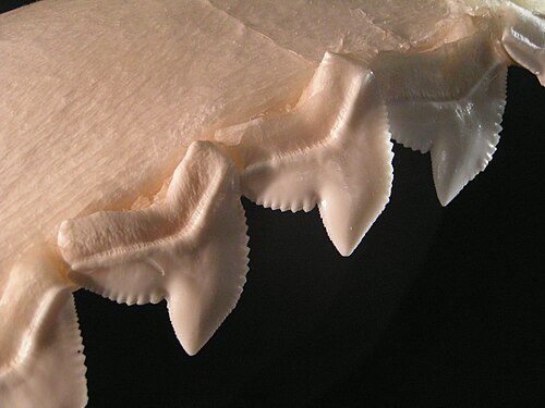 Les dents dentelées d'un requin-tigre, utilisées pour scier la chair