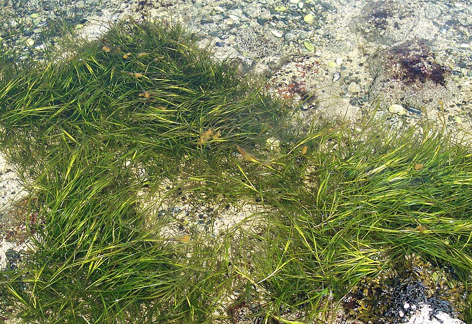 Les zostères (Zostera) poussent sur les fonds marins dans les eaux côtières abritées.